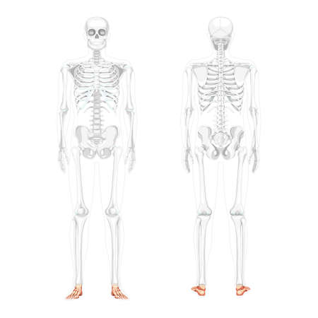 Foot and ankle Bones Skeleton Human front back view with partly transparent bones position. Set of realistic flat natural color concept Vector illustration of anatomy isolated on white backgroundのイラスト素材
