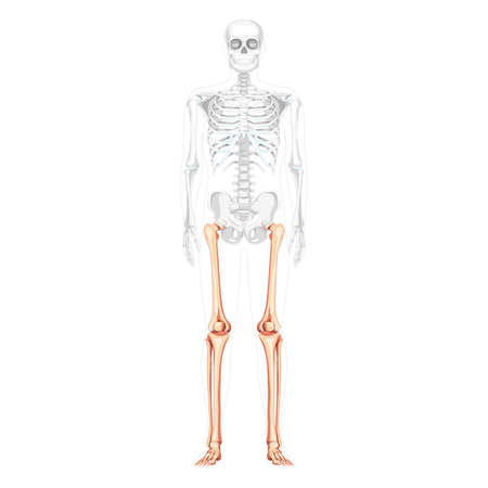 Skeleton Thighs and legs lower limb Human front view with partly transparent bones position. Femur, patella, fibula, foot realistic flat Vector illustration of anatomy isolated on white backgroundのイラスト素材