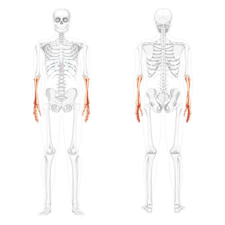 Skeleton Forearms Human ulna, radius, hand front back view with partly transparent bones position. Set of Anatomically correct 3D realistic flat natural color concept Vector illustration isolatedのイラスト素材