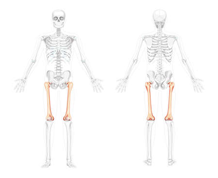 Skeleton femur thigh bone Human front back view with two arm poses with partly transparent bones position. Realistic flat natural color Vector illustration of anatomy isolated on white backgroundのイラスト素材