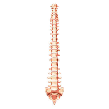 The human vertebral column spine anatomy front Anterior ventral view, with Intervertebral disc. Vector flat realistic concept illustration in natural colors, spine isolated on white background.のイラスト素材