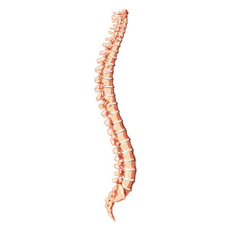 The human vertebral column spine anatomy side lateral with Intervertebral disc. Vector flat 3D realistic concept illustration in natural colors, spine isolated on white background.のイラスト素材