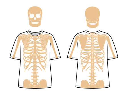 Set of Skeleton costume Human bones on t-shirts front back view men women, children for printing on clothes for Day of the dead flat beige natural color concept Vector illustration of anatomy isolatedのイラスト素材