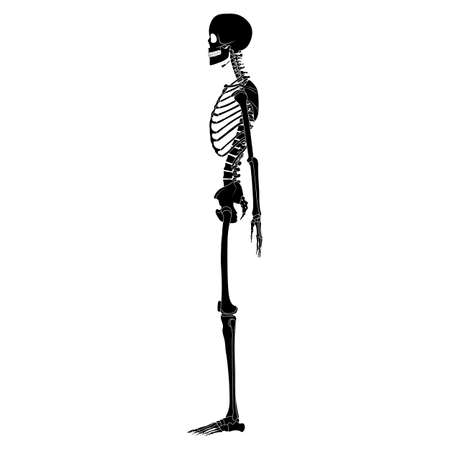 Skeleton silhouette Human body hands, legs, chests, heads, vertebra, pelvis, Thighs side lateral view flat black color concept Vector illustration of anatomy isolated on white backgroundのイラスト素材