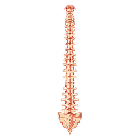 The human vertebral column spine anatomy back Posterior dorsal view with Intervertebral disc. Vector flat realistic concept illustration in natural colors, spine isolated on white background.のイラスト素材