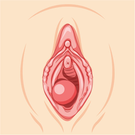Bartholins cyst gland Female reproductive system uterus. Front view. Human Surface anatomy of the perineum external organs location scheme, vagina pain vulva blockage flat style iconのイラスト素材