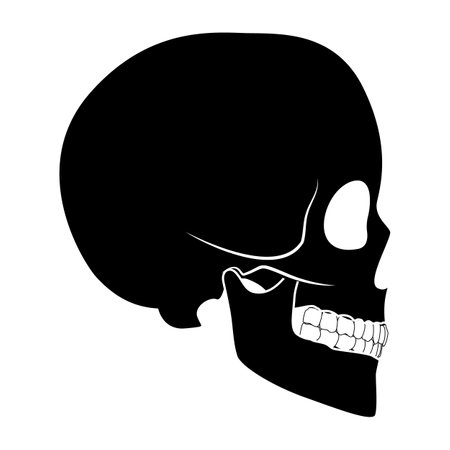 Skeleton Human skull silhouette head body bones - cranium, facial, calvaria, mandible, skullcap, sinuses side view flat black color concept Vector illustration of anatomy isolated on white backgroundのイラスト素材