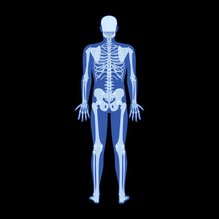 X-Ray Skeleton Human body - hands, legs, chests, heads, vertebrae, pelvis, Bones adult people roentgen back view. 3D realistic flat Vector illustration of medical anatomy isolated on black backgroundのイラスト素材