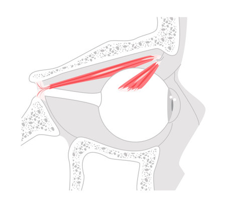 Superior oblique - Human eye muscle diagram illustrating intorsion, depression, and outward movement of the eye, important for anatomical learning.のイラスト素材