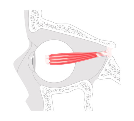 Medial rectus - Human eye muscle depicted in labeled anatomy chart, controls inward movement of the eyeball, critical in eye coordination and vision function education.のイラスト素材