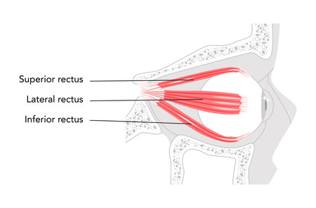 Superior Lateral Inferior rectus - Human eye muscle shown in labeled anatomy chart, controls upward and inward eye movement, important for ocular alignment, medical and educational illustration.のイラスト素材