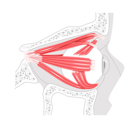 Ocular muscles anatomy chart, superior rectus, inferior rectus, medial rectus, lateral rectus, superior oblique, inferior oblique, eye movement, medical education, science illustrationのイラスト素材