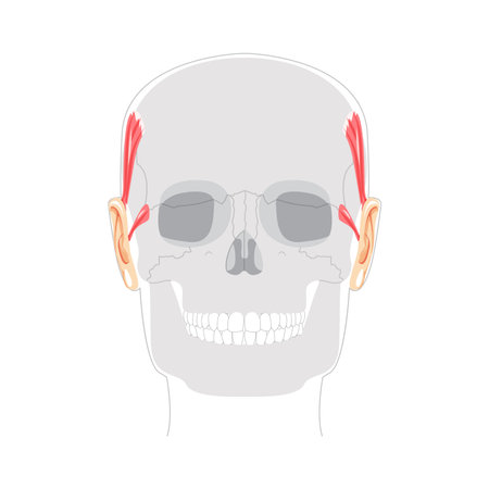Superior Anterior auricular - Ear muscle illustrated in anatomy chart, elevates the ear, important for auricular movement studies and medical reference.のイラスト素材