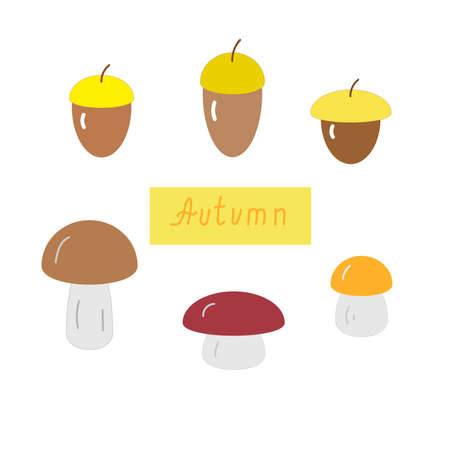 Acorns and mushrooms set, vector flat illustrationのイラスト素材