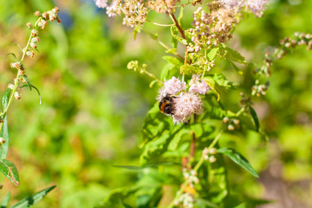 Bumblebee on a white flower on a blurred background