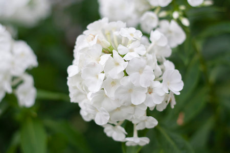 White Phlox on a background of blurred greenの写真素材