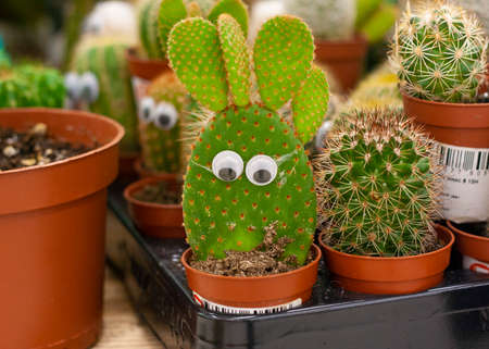 Cactus with eyes in a pot among other cacti in the storeの写真素材