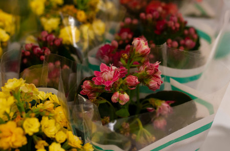 Yellow and red Kalanchoe flowers with leaves