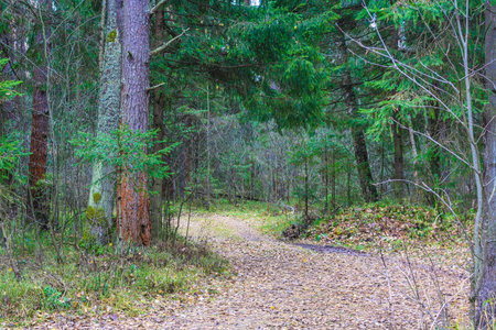 Forest path strewn with leaves