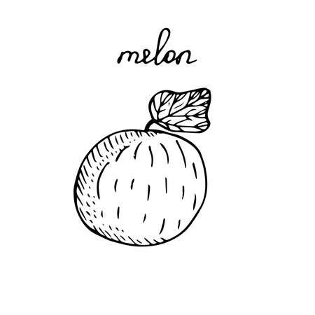 Melon with a leaf vector illustration sketchのイラスト素材
