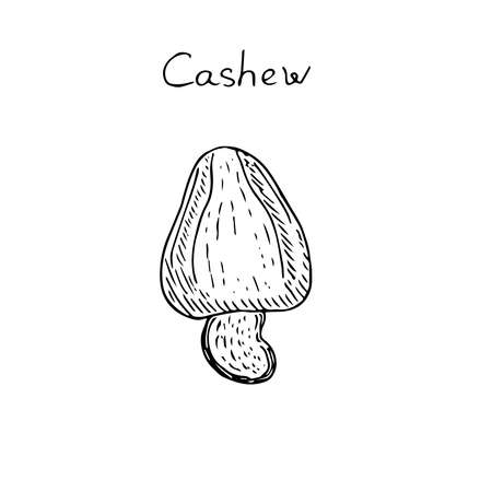 Cashew vector illustration hand drawing sketchのイラスト素材