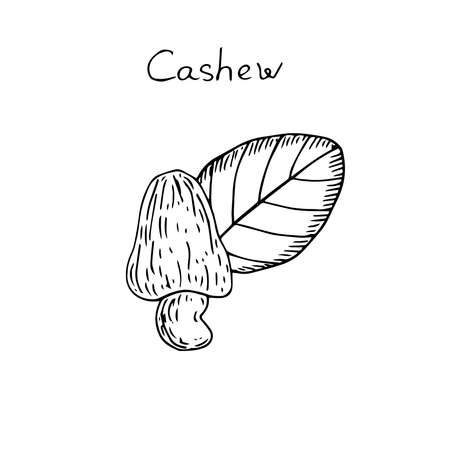 Cashew nut with leaf vector illustration sketchのイラスト素材