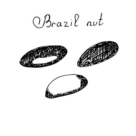 Brazil nut set vector illustration hand drawingのイラスト素材