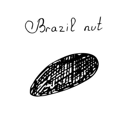 Brazil nut clip art vector illustration hand drawing sketchのイラスト素材