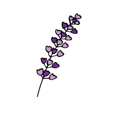 Sprig of lavender, vector illustration, hand drawing coloredのイラスト素材
