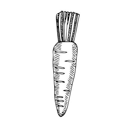 Vector illustration fresh carrot hand drawing sketchのイラスト素材