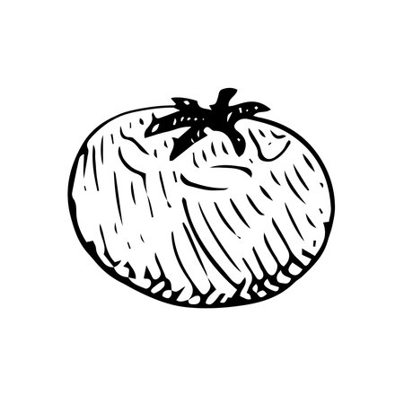 Vegetable tomato vector illustration hand drawing sketchのイラスト素材