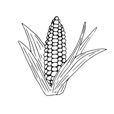 Corn with leaves vector illustration hand drawing sketchのイラスト素材
