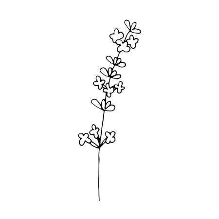 Lavender twig vector illustration hand drawing sketchのイラスト素材