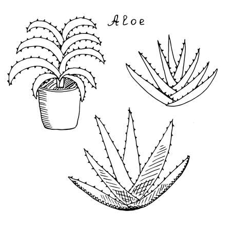 Set of aloe vector illustration hand drawn sketchのイラスト素材
