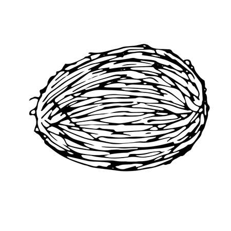 Coconut vector illustration hand drawing sketchのイラスト素材