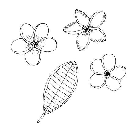 Set of Plumeria frangipani flowers vector illustration hand drawing sketchのイラスト素材