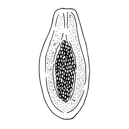 Half papaya vector illustration hand drawn sketchのイラスト素材