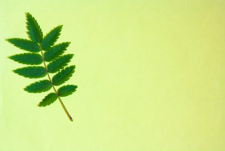 Green leaf on a yellow background copy space top view