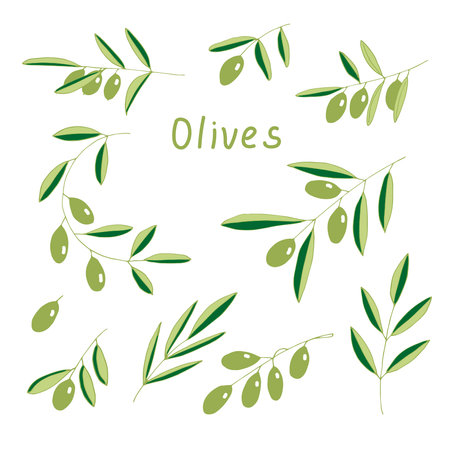 Set of olive branches vector illustration hand drawing coloredのイラスト素材