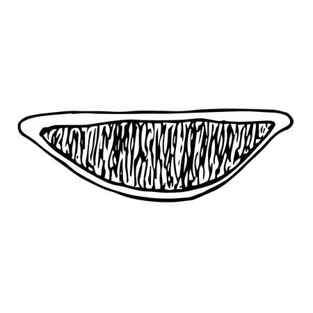 Lemon slice, vector illustration, hand drawing sketchのイラスト素材
