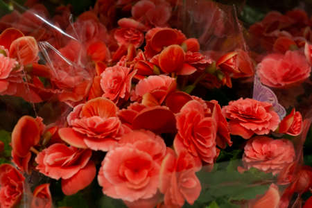 Red begonias are sold in the supermarketの写真素材