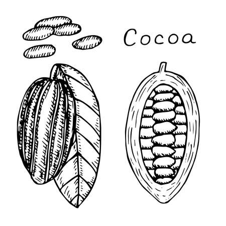 Cocoa set vector illustration hand drawing sketchのイラスト素材