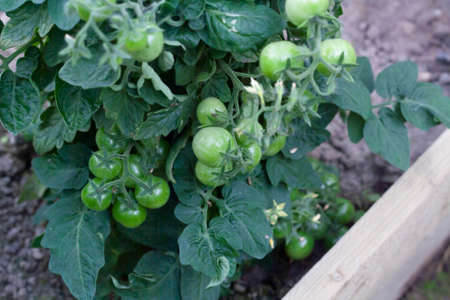 Green cherry tomatoes on a branch in the greenhouseの写真素材
