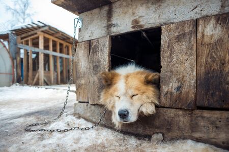 A large guard dog sleepis on a chain  in a wooden kennelの写真素材