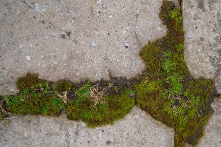 background texture: the surface of concrete slab covered with mossの写真素材