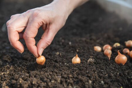 Onion seeds are planted in the ground.  close-up of handの写真素材