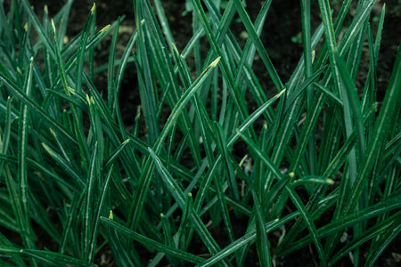 Green grass with drops of dew texture background. Natural background and wallpaper
