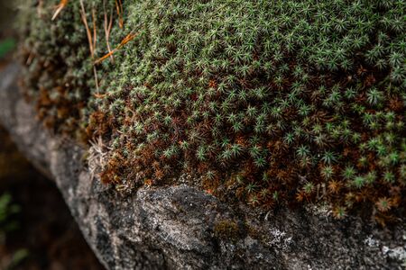 Natural forest background and texture. Green moss on rock stone. Ural nature and forestの写真素材