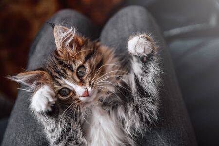 Little fluffy cute kitten lies on its owner's lap. Funny domestic animalsの写真素材