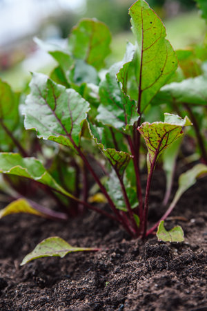 Young beets growing in the garden. A row of green young beet leaves grows in an organic farm